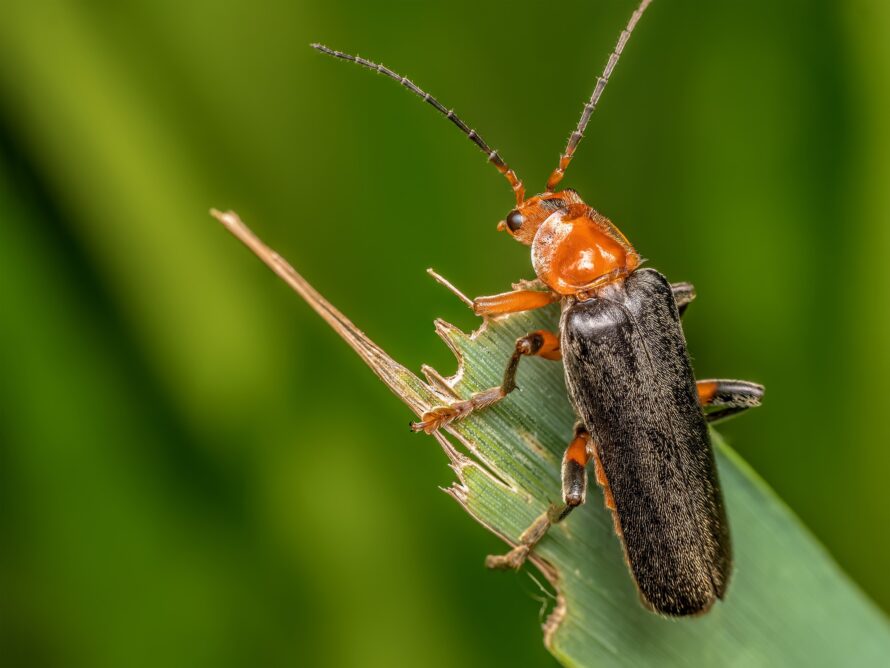 Bombardier Beetle